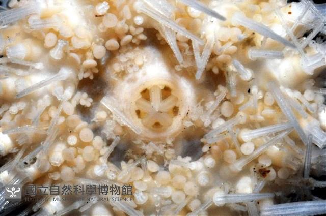 福氏鋸海膽藏品圖，第4張