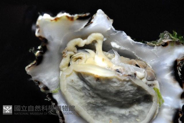 鵜足青螺藏品圖，第4張