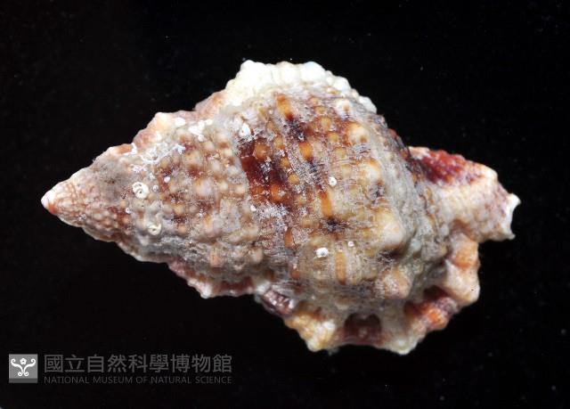 果粒蛙螺藏品圖，第4張