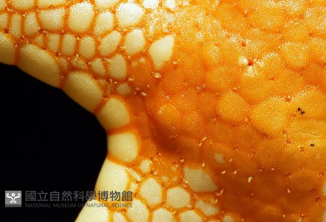 單鏈蛇星(珠鏈單鰓海星)藏品圖，第4張