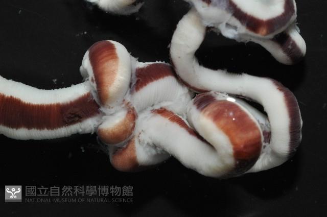 曙光無溝紐蟲藏品圖，第4張