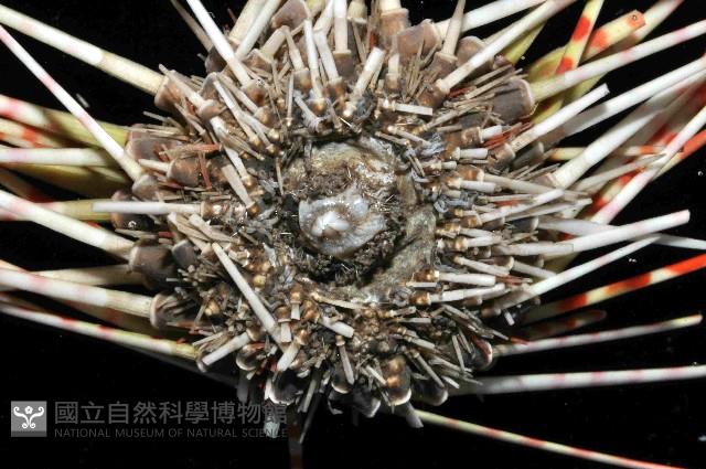 浪腔海膽(波紋腔海膽)藏品圖，第4張