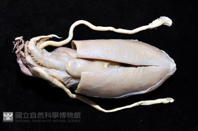 長腕烏賊藏品圖，第4張