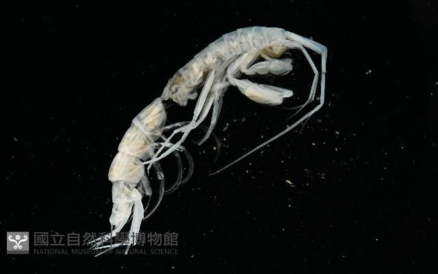 未知種端足類藏品圖，第4張