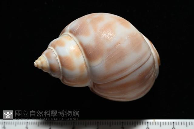 妃珍鳳螺藏品圖，第4張