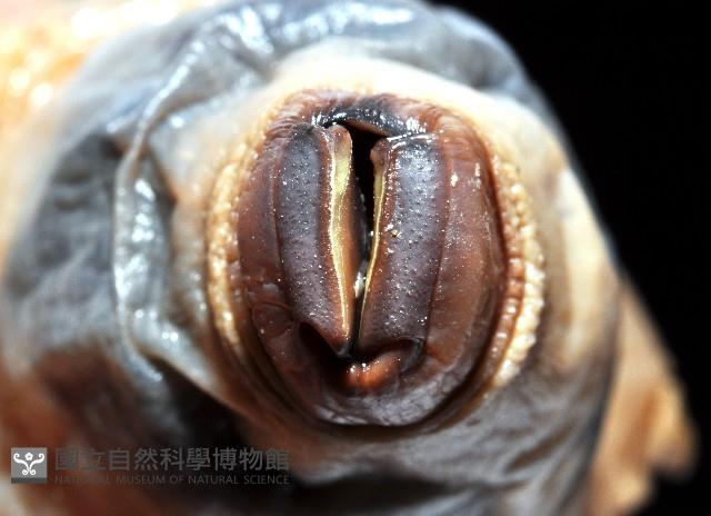 未知種側鰓藏品圖，第4張