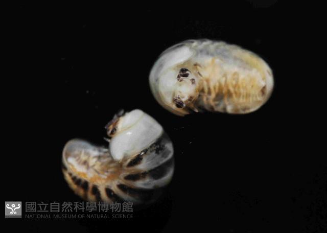 條紋木球馬陸藏品圖，第4張