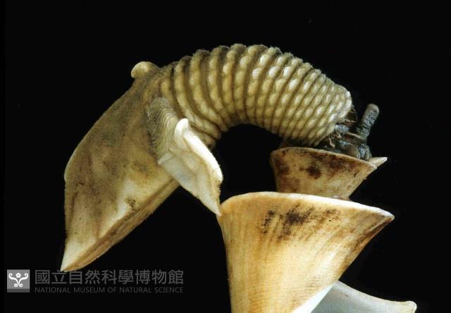 司氏鎧茗荷藏品圖，第4張
