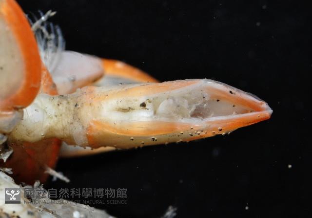 直板茗荷藏品圖，第4張