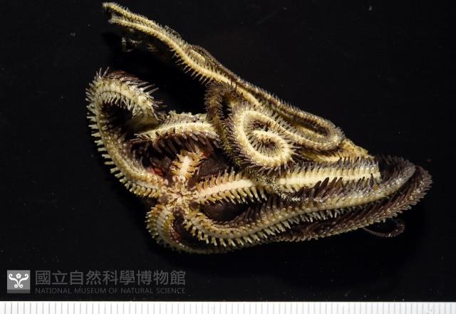 蜈蚣櫛蛇尾藏品圖，第4張
