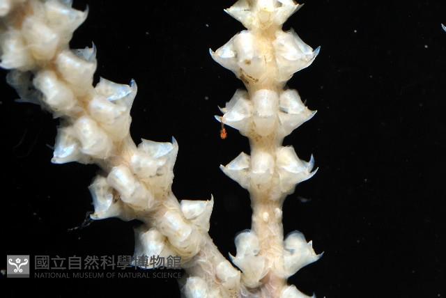 未知種深海原軟珊瑚藏品圖，第4張