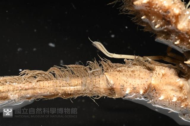 褐黃脊龍蝦藏品圖，第4張