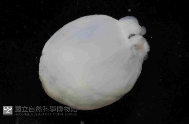 未知種水母類藏品圖，第4張