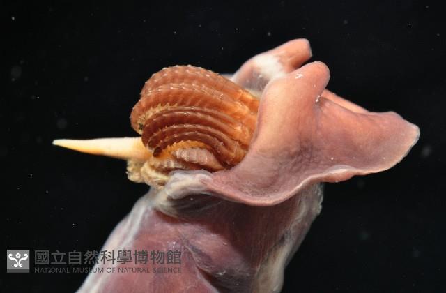 外藤壺藏品圖，第4張