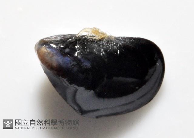 登錄號:006952-00009藏品圖，第4張