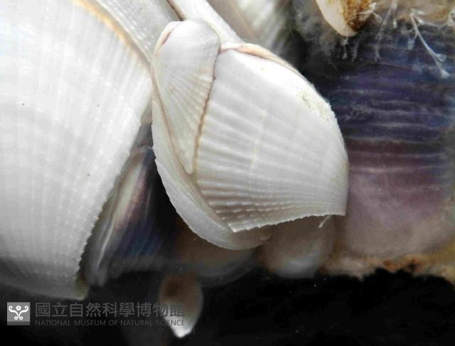 鵝茗荷藏品圖，第4張