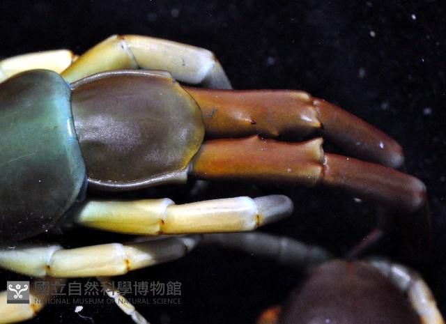 未知種巨蜈蚣藏品圖，第4張