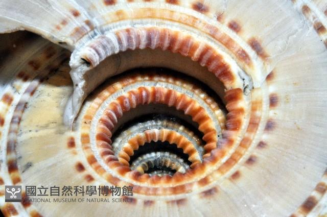 黑線車輪螺藏品圖，第4張