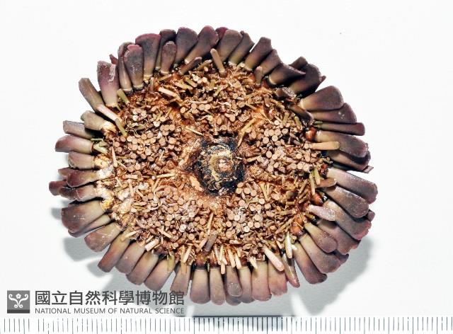 默氏笠海膽藏品圖，第4張