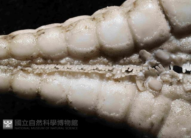 騎士章海星藏品圖，第4張