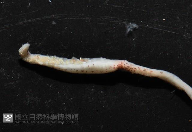 未知種皮羅魷魚藏品圖，第4張