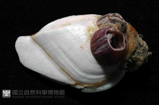 鵝茗荷藏品圖，第4張