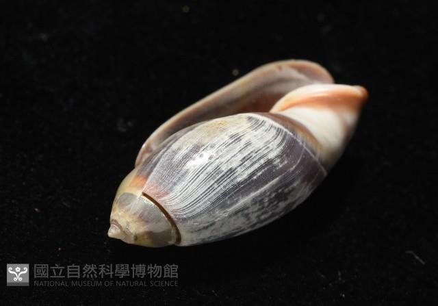 扭軸彈頭螺藏品圖，第4張