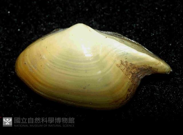 深淵馬刺蛤藏品圖，第4張