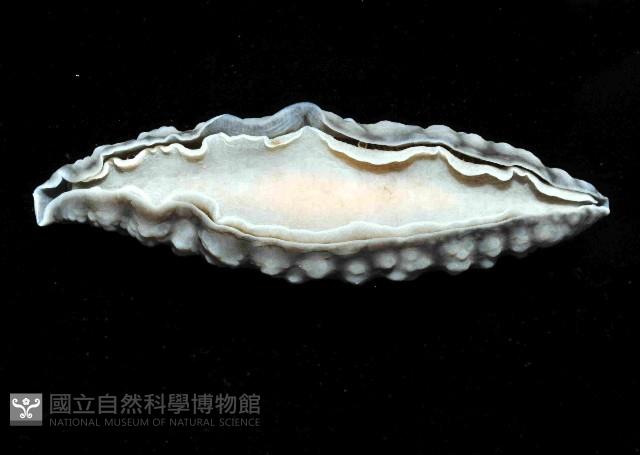 丘凸小葉海蛞蝓藏品圖，第4張