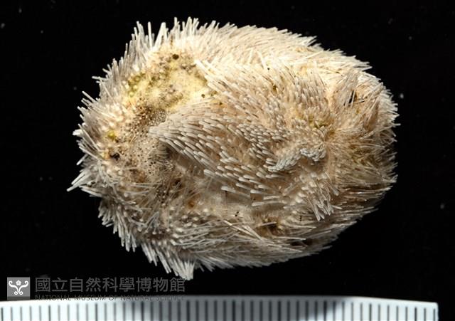 脊背壺海膽藏品圖，第4張