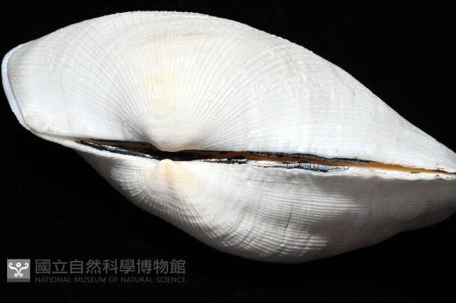 半扭魁蛤藏品圖，第4張