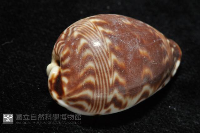 山水寶螺藏品圖，第4張