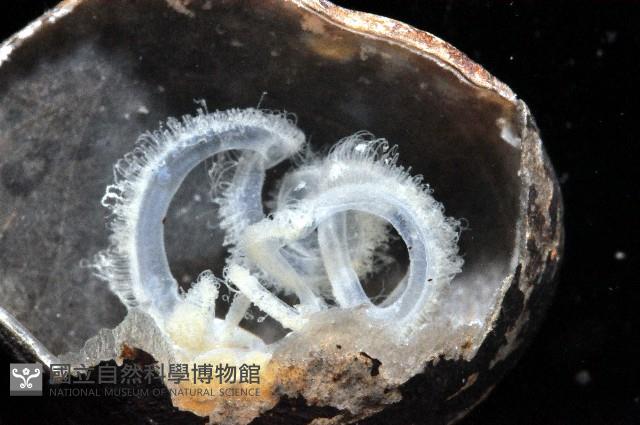 未知種酸漿貝藏品圖，第4張