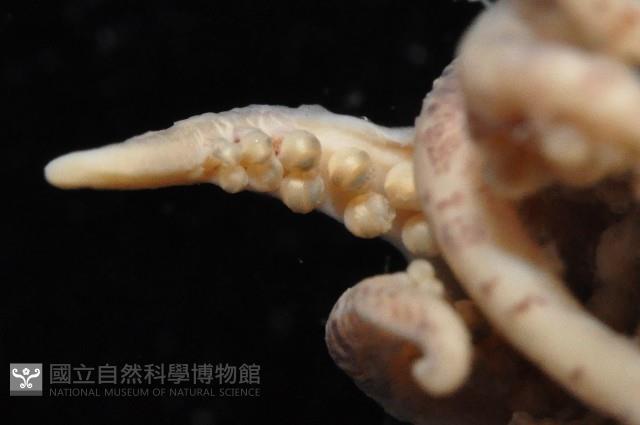 未知種異烏賊藏品圖，第4張