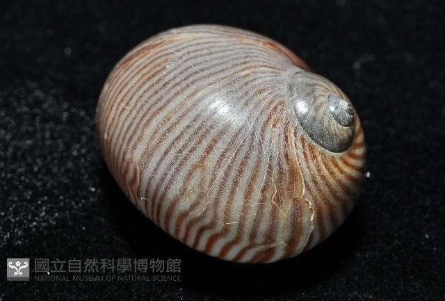細紋玉螺藏品圖，第4張