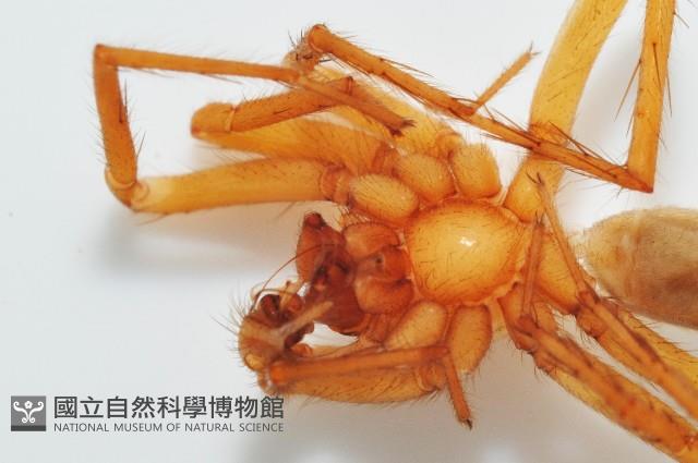 長亞隙蛛藏品圖，第4張