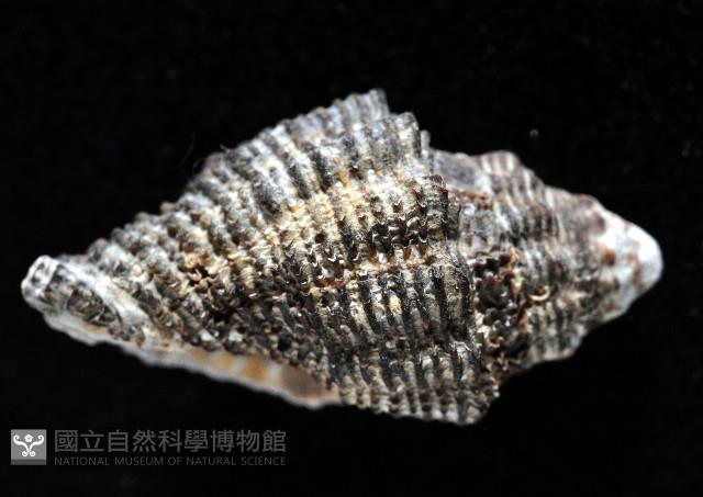 稜結螺藏品圖，第4張