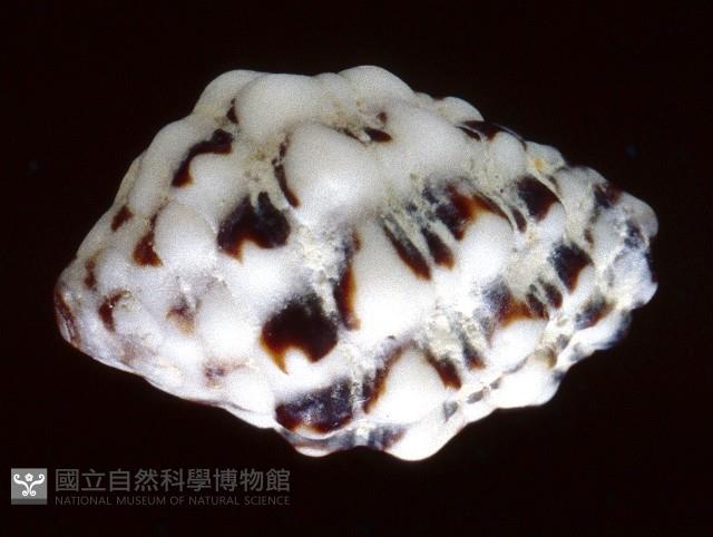 紫口岩螺藏品圖，第4張