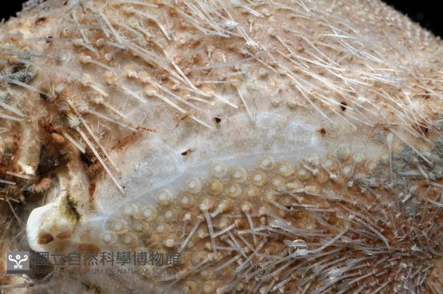 未知種高星海膽藏品圖，第4張