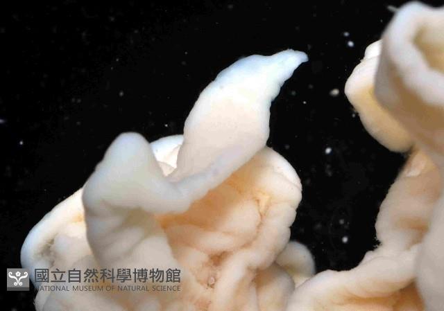 未知種紐蟲藏品圖，第4張