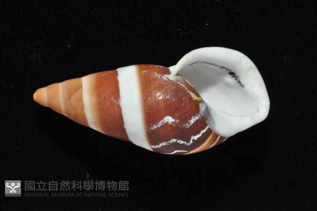 美嬌蝸牛藏品圖，第4張