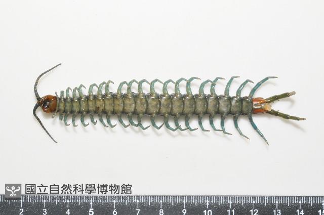 日本巨蜈蚣藏品圖，第4張
