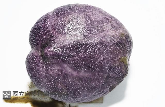 中華釜海膽藏品圖，第4張