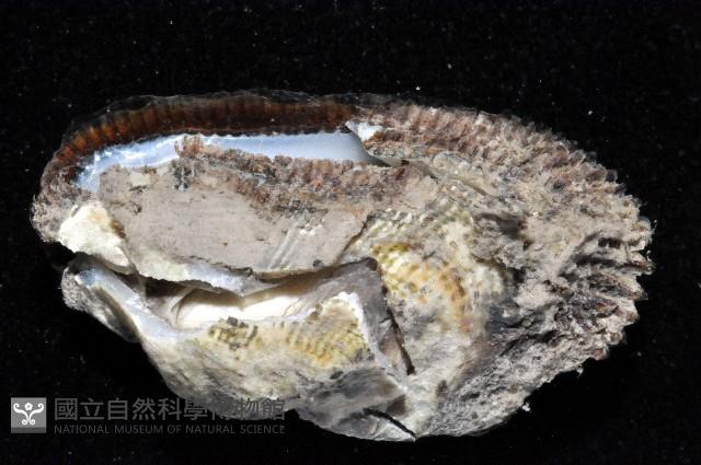 青鬍魁蛤藏品圖，第4張