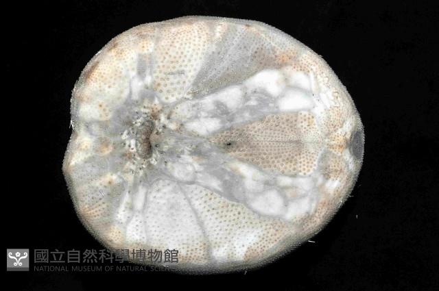 易碎脆心形海膽藏品圖，第4張