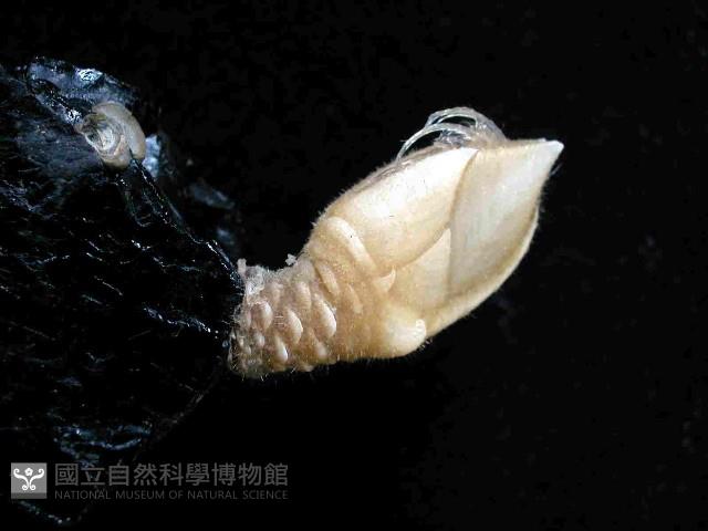 小甲小鎧茗荷藏品圖，第4張