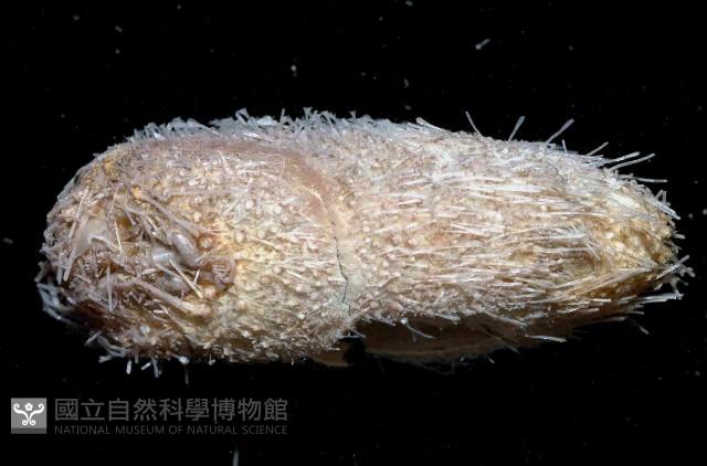 未知種汽海膽藏品圖，第4張