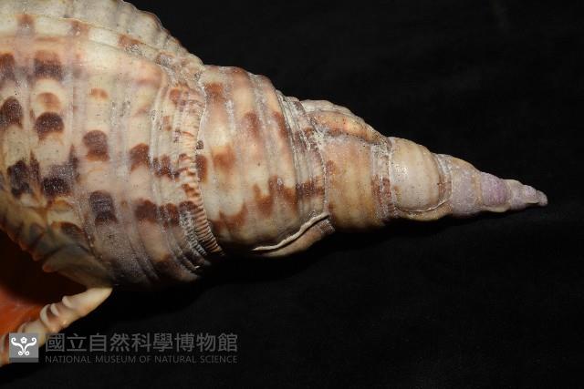 大法螺藏品圖，第4張