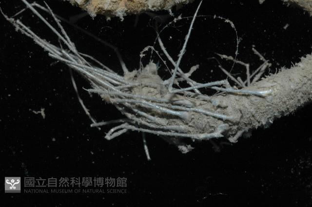 刺管薩歐蟲藏品圖，第4張