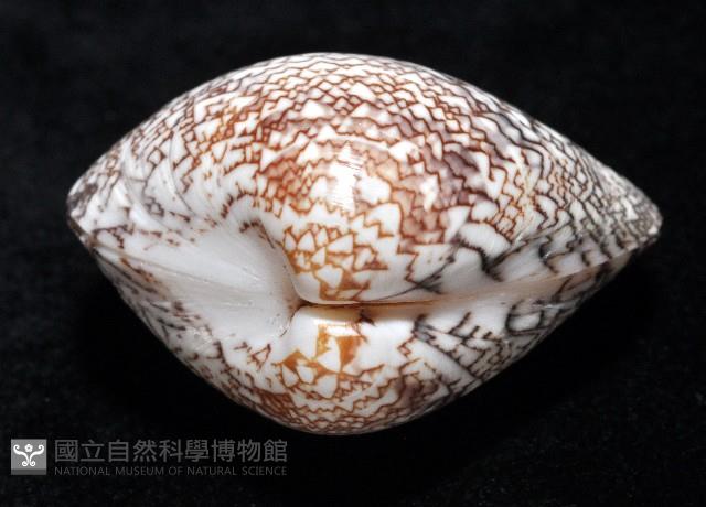秀美文蛤藏品圖，第4張